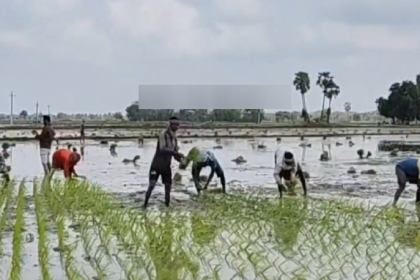 Mayiladuthurai paddy tamilnadu Mayiladuthurai paddy tamilnadu