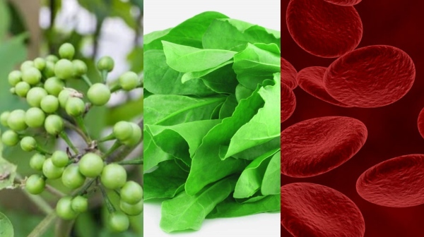 health blood haemoglobin