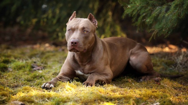 Pit Bull dog world