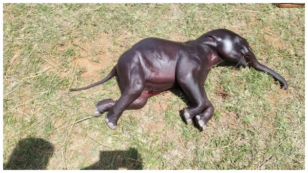 மனுஷங்களா நீங்க.. கோவை யானையின் வயிற்றில் தோண்ட, தோண்ட பிளாஸ்டிக்!  குட்டியுடன் உயிரிழந்த சோகம்..! | A 15-month-old male elephant calf and  kilograms of plastic waste were ...