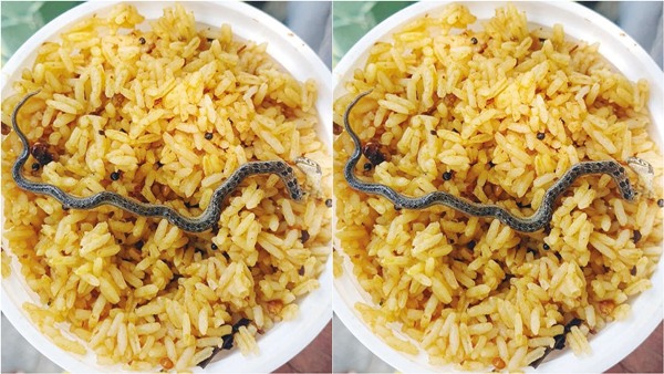 How did the baby snake end up in the offerings at the Chandrachudeshwarar temple in Hosur Official How did the baby snake end up in the offerings at the Chandrachudeshwarar temple in Hosur Official