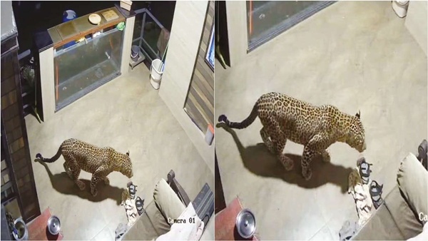 a-leopard-entering-a-house-near-ooty-nilgiris-district