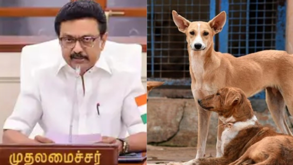 CM Stalin Chairs Meeting on Stray Dog Menace in Tamil Nadu CM Stalin Chairs Meeting on Stray Dog Menace in Tamil Nadu