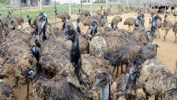 Dindigul Emu Auction