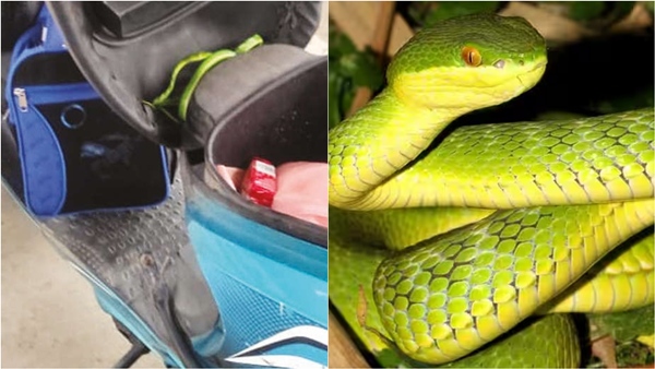 What did a snake curled up in a scooter in Coimbatore do when it was opened to fill up with petrol