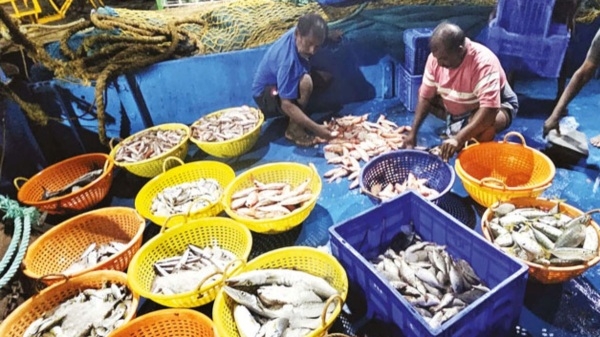 Coimbatore fish chennai kasimedu Coimbatore fish chennai kasimedu