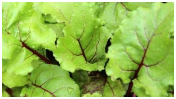 Beet root Keerai Beetroot leaves Bones Beet root Keerai Beetroot leaves Bones