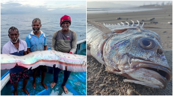 Doomsday Fish Spotted 4 Times in 20 Days Oarfish Sightings tamil nadu and Beyond