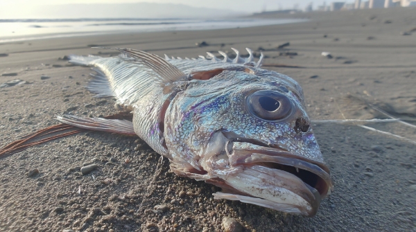 Rare Doomsday Oarfish Linked to Earthquake Myths Spotted in Australia