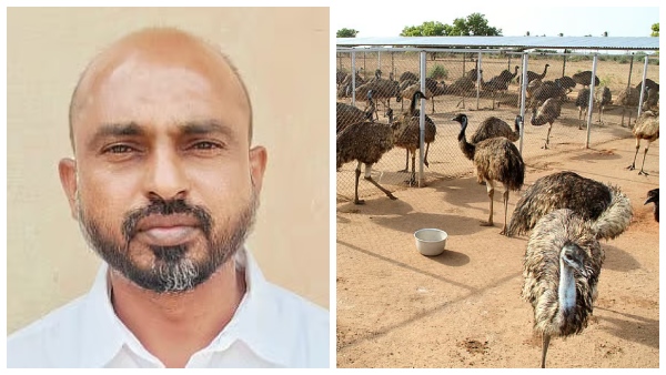 emu-scam-court-sentences-susi-emu-chicken-owner-to-10-years-in-prison-fines-rs-7-80-crore emu-scam-court-sentences-susi-emu-chicken-owner-to-10-years-in-prison-fines-rs-7-80-crore