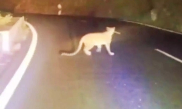 Erode pannari amman temple sathamangalam