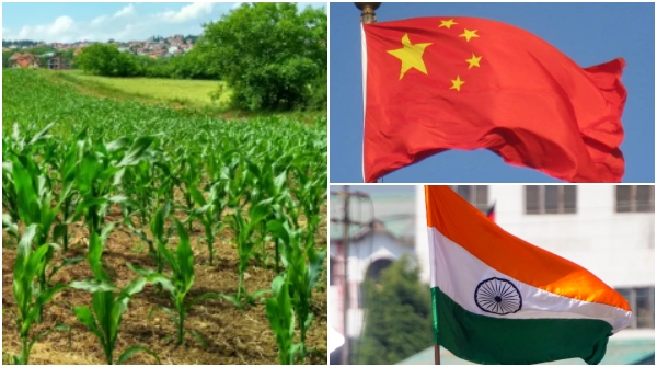 China Blocks Specialty Fertiliser Exports to India Threatening Agriculture Amid Trade Tensions