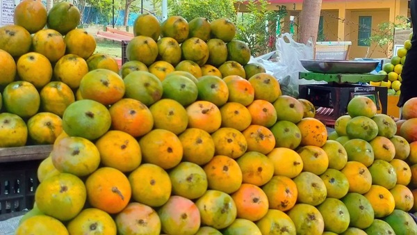 Government to provide Rs 12 lakh subsidy to set up mango pulp factory near Salem How to apply
