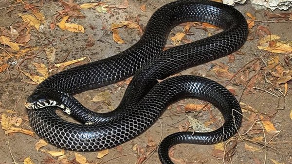 How did a deadly venomous snake die after biting a young man in Madhya Pradesh