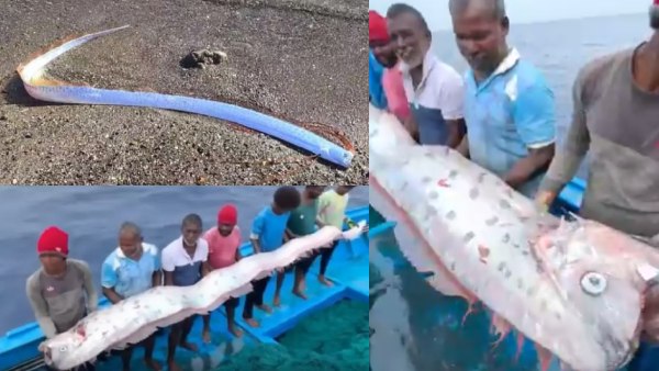 mysterious-oarfish-appear-on-tamil-nadu-shores-is-it-a-sign-of-disaster