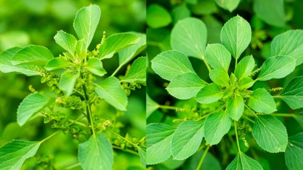 Health Kuppaimeni Leaves kuppaimeni Oil