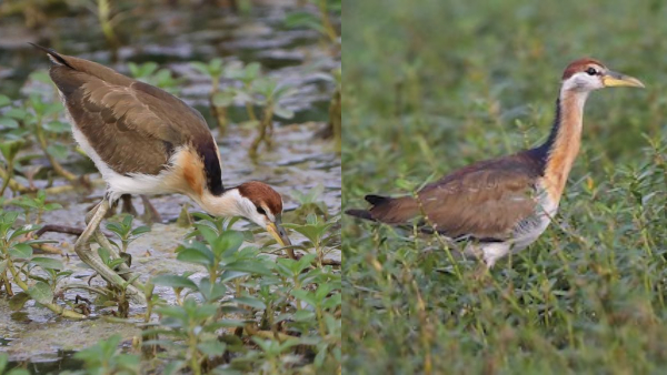 bird Pallikaranai bird Pallikaranai