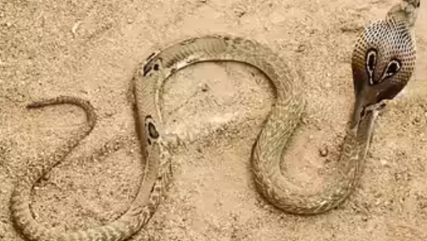 snake Cobra snake Cobra