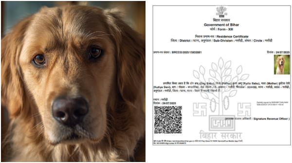 Bihar SIR Voter list Golden Retriever Dog Babu gots Residence Certificate