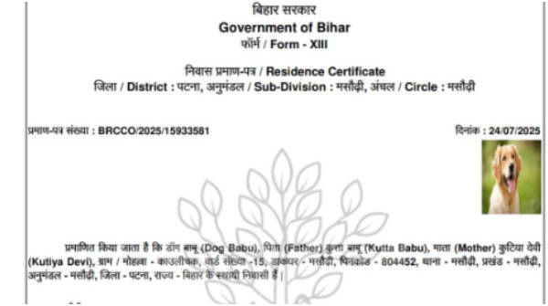 Bihar SIR Voter list Golden Retriever Dog Babu gots Residence Certificate