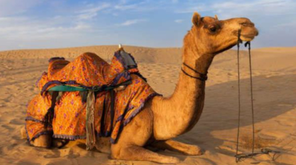 Camel Tears Can Neutralize 26 Snake Venoms Study Finds