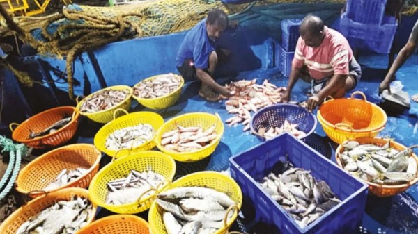 Coimbatore Kovai Fish seller