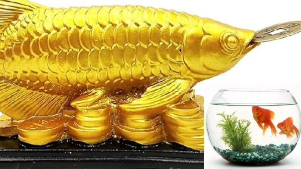 Spirituality arowana fish vastu fish Spirituality arowana fish vastu fish