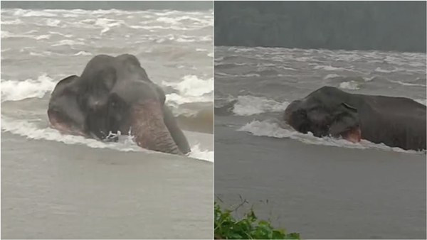 Elephant video Elephant performs spectacular counter-swimming stunt in Athirapally mesmerizing