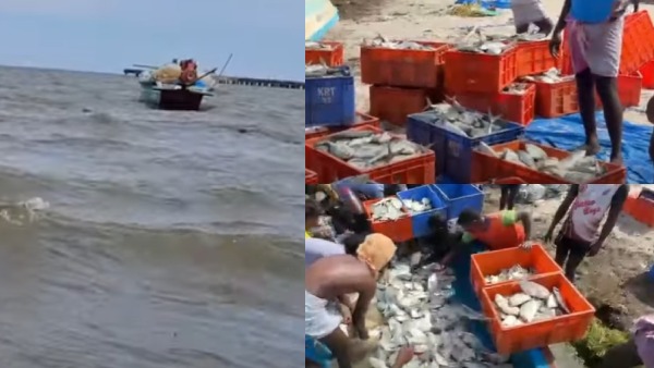 rockfish-caught-in-ramanathapuram-fishermans-net-total-value-could-be-over-15-lakhs rockfish-caught-in-ramanathapuram-fishermans-net-total-value-could-be-over-15-lakhs