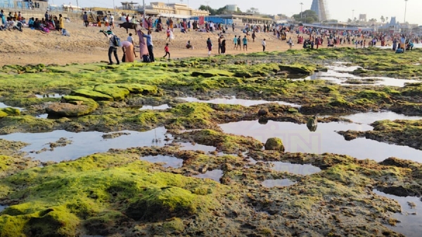 Sea Recedes 100 Feet in Tiruchendur Devotees Click Photos Amid Hidden Dangers Sea Recedes 100 Feet in Tiruchendur Devotees Click Photos Amid Hidden Dangers