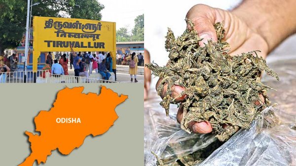 Youth Ganja Youth Ganja