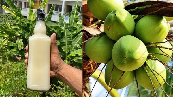 Coimbatore A crowd of men roaming in the coconut forests of Perur surprise for TASMAC lovers