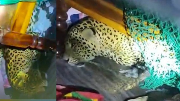 leopard-attacks-5-people-including-2-woman-in-tumkuru-district-in-karnataka leopard-attacks-5-people-including-2-woman-in-tumkuru-district-in-karnataka