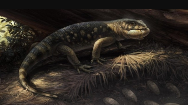 New Armored Lizard Fossil Bolg Amondol Discovered in Utah Named After Tolkien s Goblin Prince New Armored Lizard Fossil Bolg Amondol Discovered in Utah Named After Tolkien s Goblin Prince