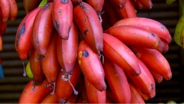 Health Red Banana Sevaazhai Health Red Banana Sevaazhai