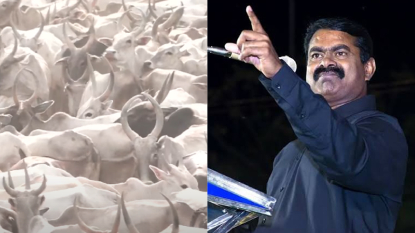 NTK Chief Seeman Holds Conference Near Madurai Amid Thousands of Cows and Goats