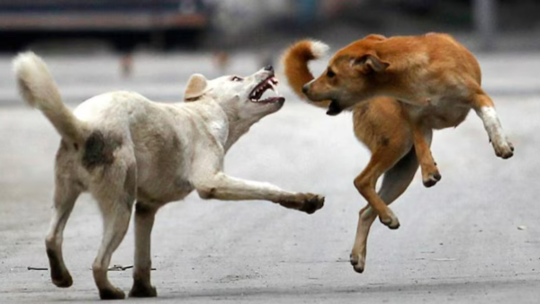 Mercy Killing of Diseased Stray Dogs Mercy Killing of Diseased Stray Dogs