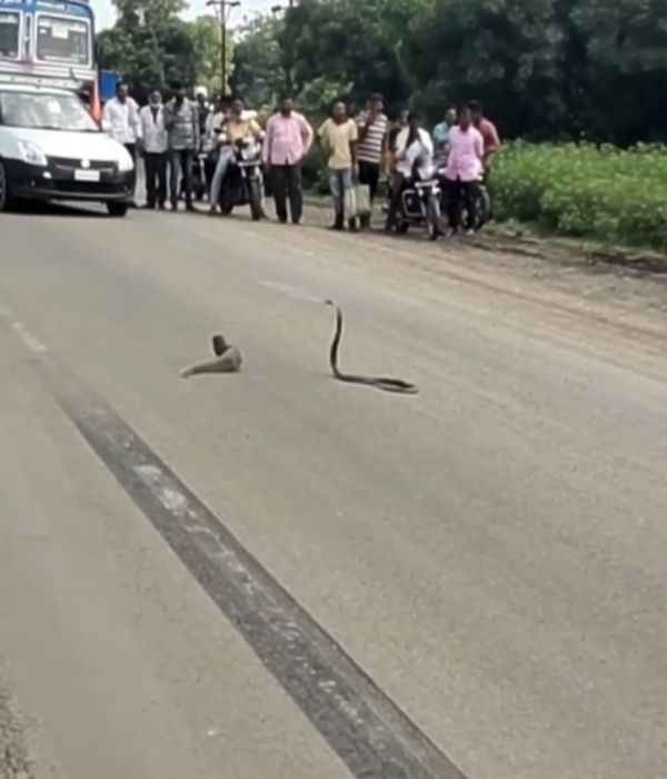 offbeat snake mongoose offbeat snake mongoose