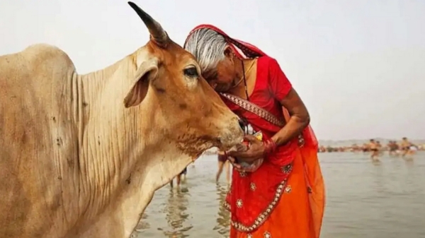 Spirtuality Pasu dhanam Gomatha Donate