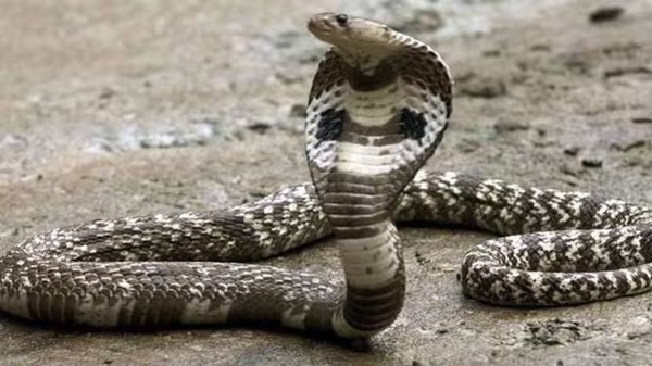 A cobra wrapped around a child s hand but An unbelievable twist at the end A cobra wrapped around a child s hand but An unbelievable twist at the end