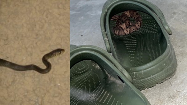 bengaluru-software-engineer-dies-when-snake-bite-which-the-reptile-was-hidden-in-his-crocs