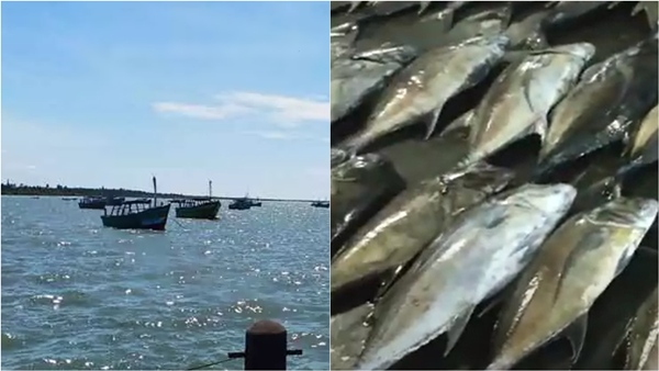 Cuddalore fishermen were pleasantly surprised to find 100 tons of giant rockfish in one place