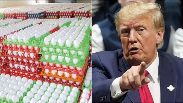Namakkal egg exports halted due to 25 percent import tax imposed in the US Namakkal egg exports halted due to 25 percent import tax imposed in the US
