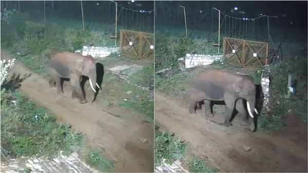 Coimbatore a wild elephant roaming in the Bommanampalayam area near Thondamuthur Coimbatore a wild elephant roaming in the Bommanampalayam area near Thondamuthur