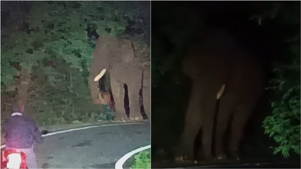 Single-Tusk Elephant Roams Tirupattur Vellore Tiruvannamalai Blocks Vaniyambadi Road for Hours Single-Tusk Elephant Roams Tirupattur Vellore Tiruvannamalai Blocks Vaniyambadi Road for Hours