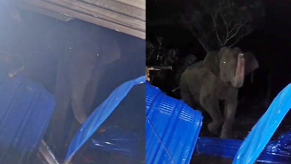 Wild elephant breaks into house in Gudalur Nilgiris district