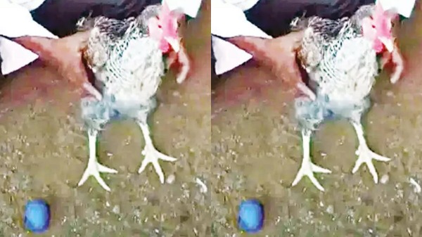 Karnataka blue eggs Siyad house Karnataka blue eggs Siyad house