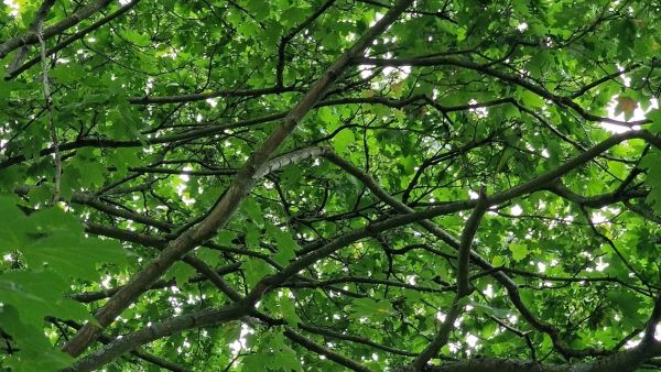 can-you-find-the-hidden-parrot-in-the-optical-illusion-pictures-within-7-seconds