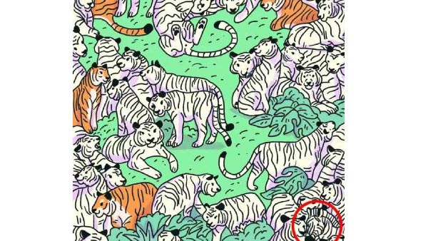 can-you-find-the-zebra-in-the-optical-illusion-picture-if-you-find-it-within-6-seconds-you-are-a-g can-you-find-the-zebra-in-the-optical-illusion-picture-if-you-find-it-within-6-seconds-you-are-a-g