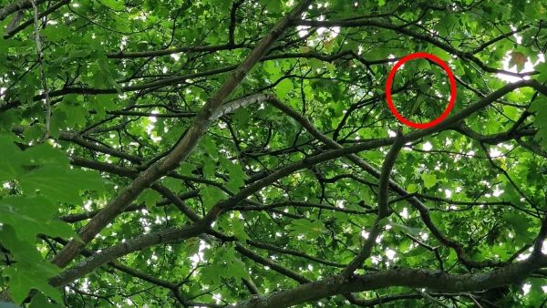 can-you-find-the-hidden-parrot-in-the-optical-illusion-pictures-within-7-seconds